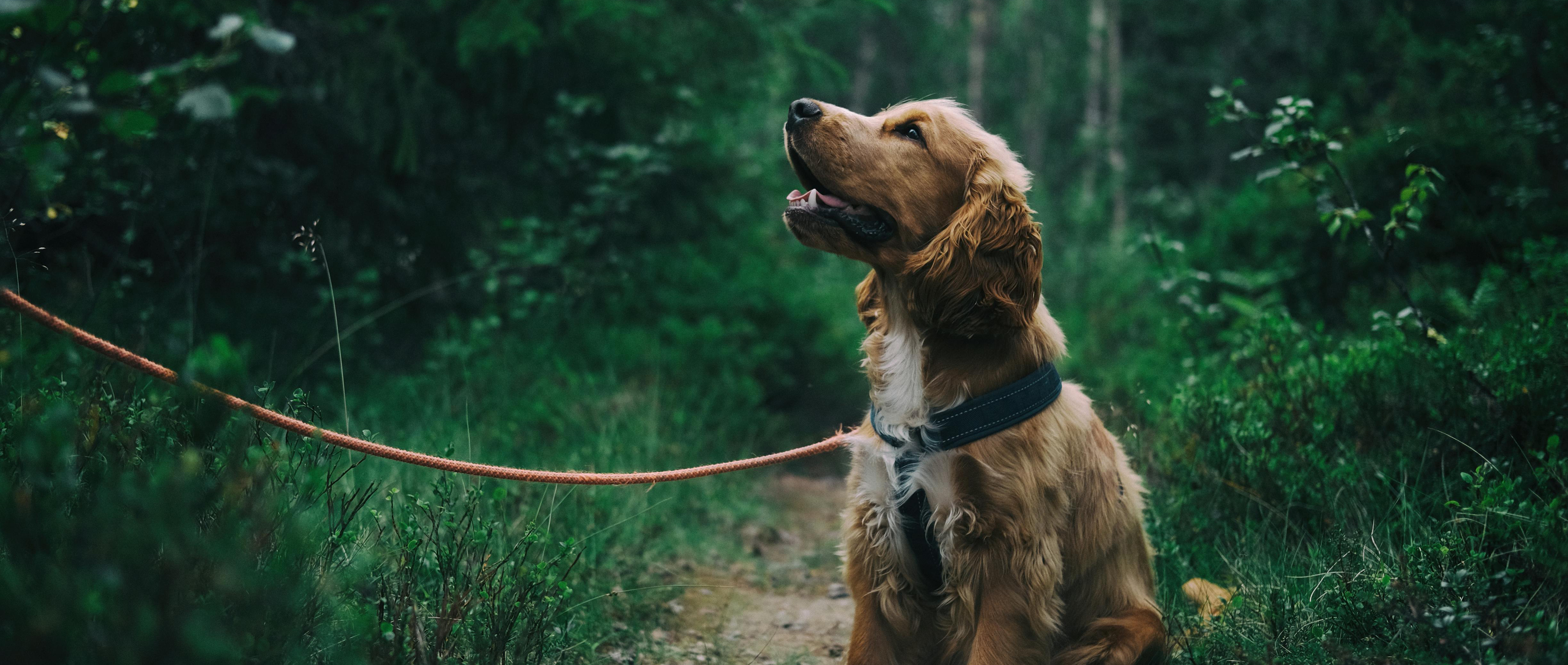 Imagem de um Golden Retriever