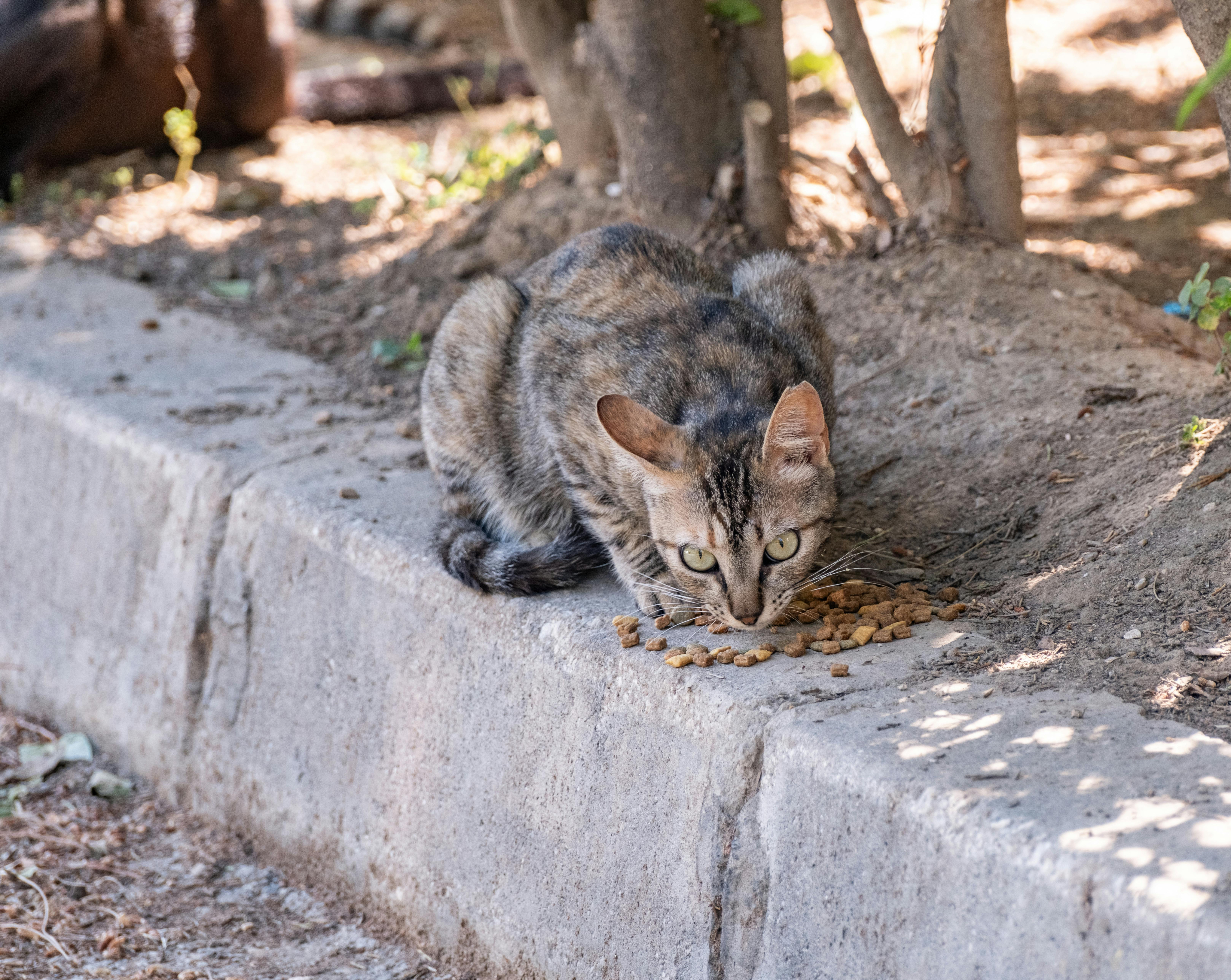 Gato olhando para cima